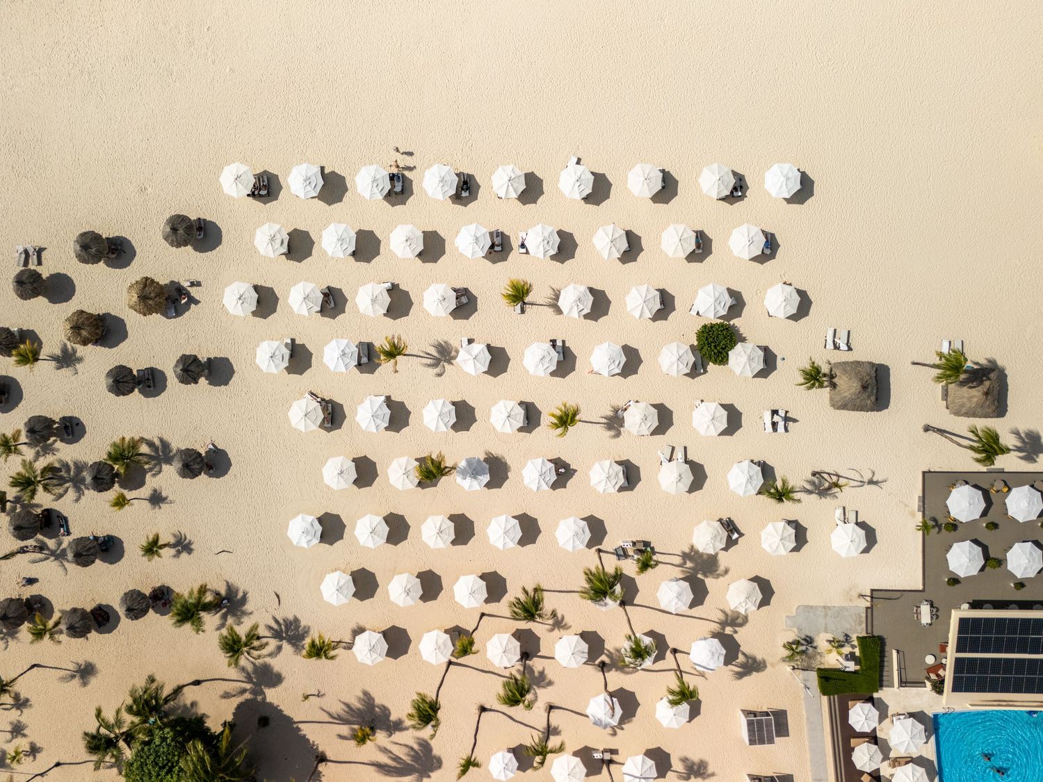 Aerial view of neatly arranged white beach umbrellas on a sandy resort beach with palm trees and a pool.