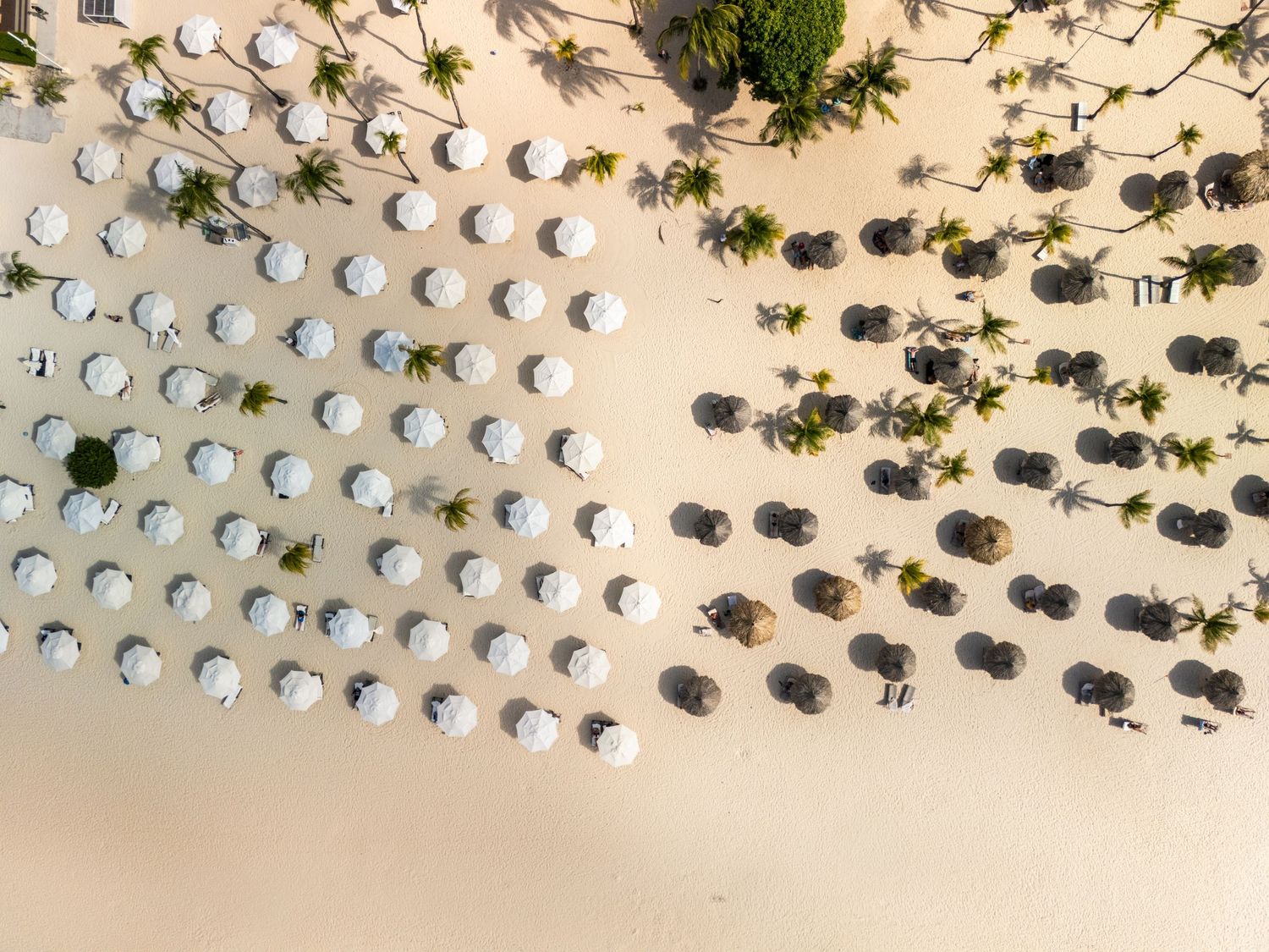 Aerial view of a tropical beach with rows of white umbrellas and palm trees casting shadows on white sand.