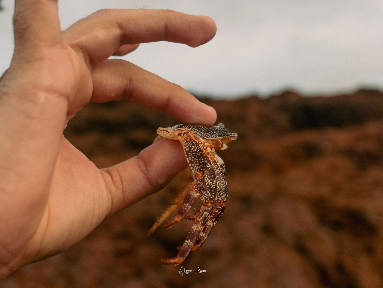 A hand holding a small lizard with orange and brown patterned scales against a rocky desert background.