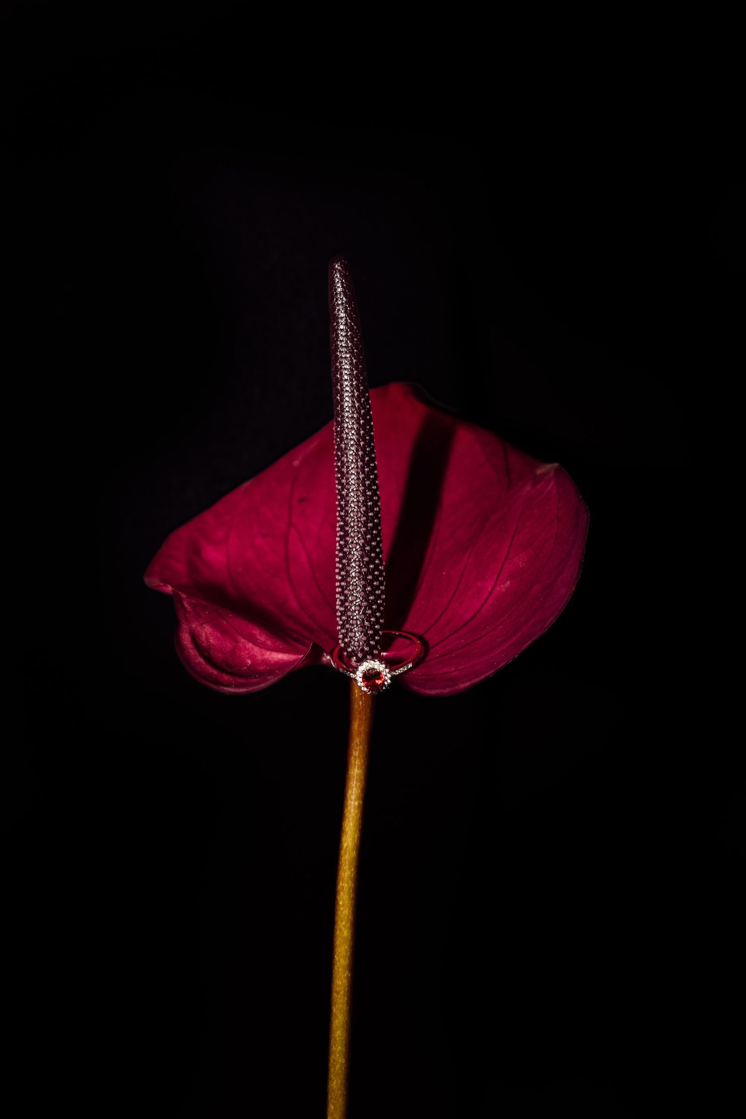 A striking deep red anthurium flower with a dark spadix against a black background, captured in dramatic low-key lighting.