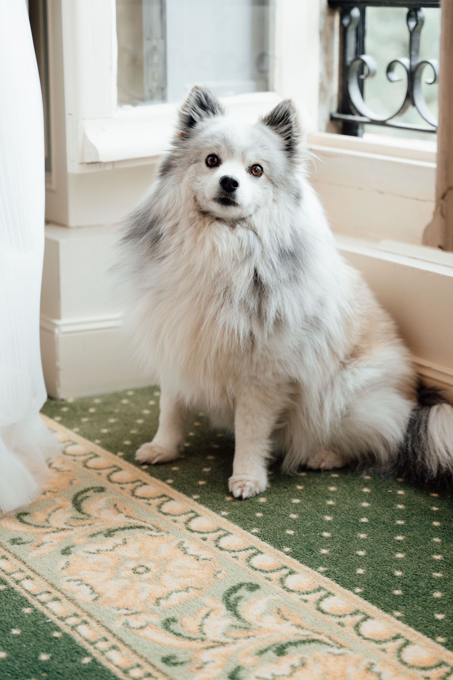 A fluffy white Pomeranian dog sitting on a decorative green carpet near a window indoors.