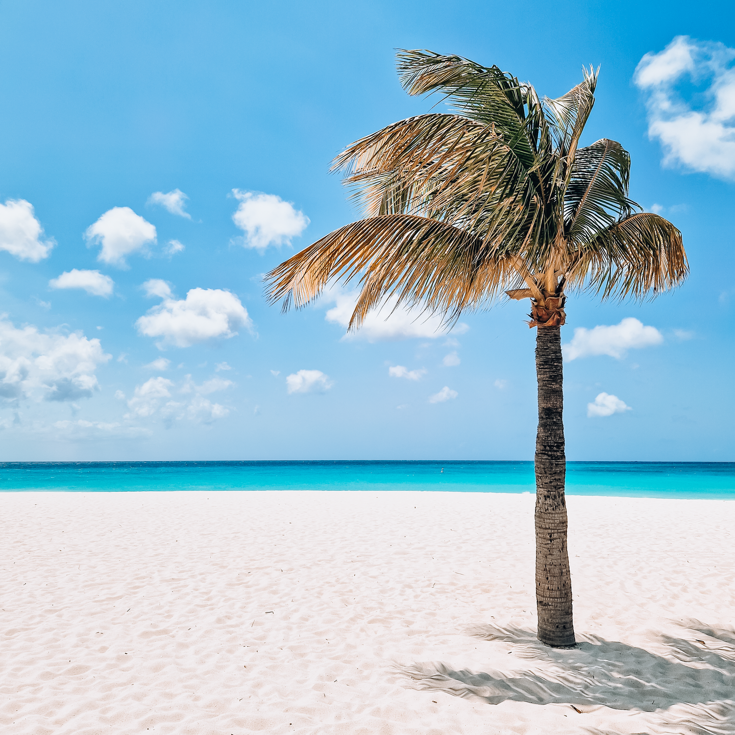 A lone palm tree sways on a pristine white sand beach with crystal-clear turquoise water under a bright blue sky.