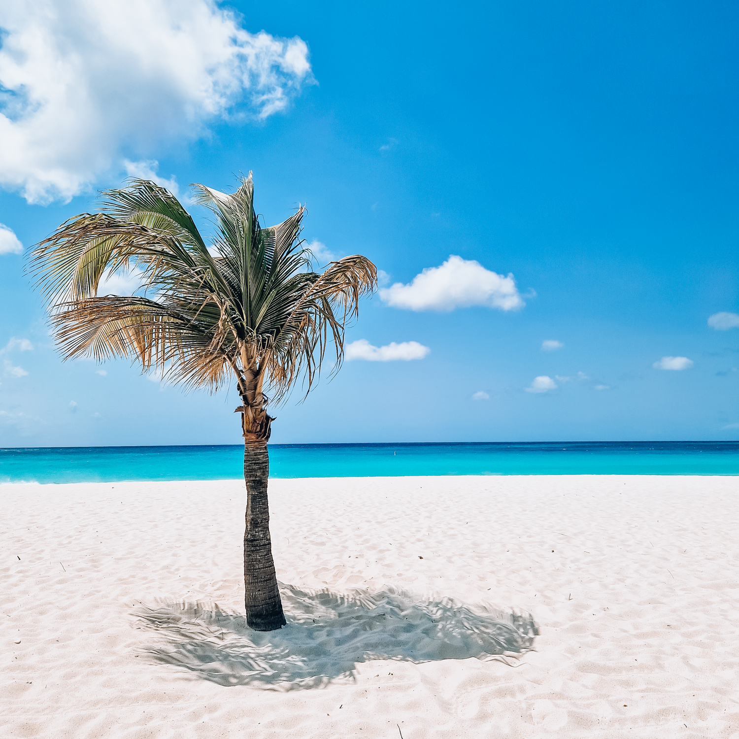 A lone palm tree stands on a pristine white sand beach with turquoise ocean waters under a bright blue sky.