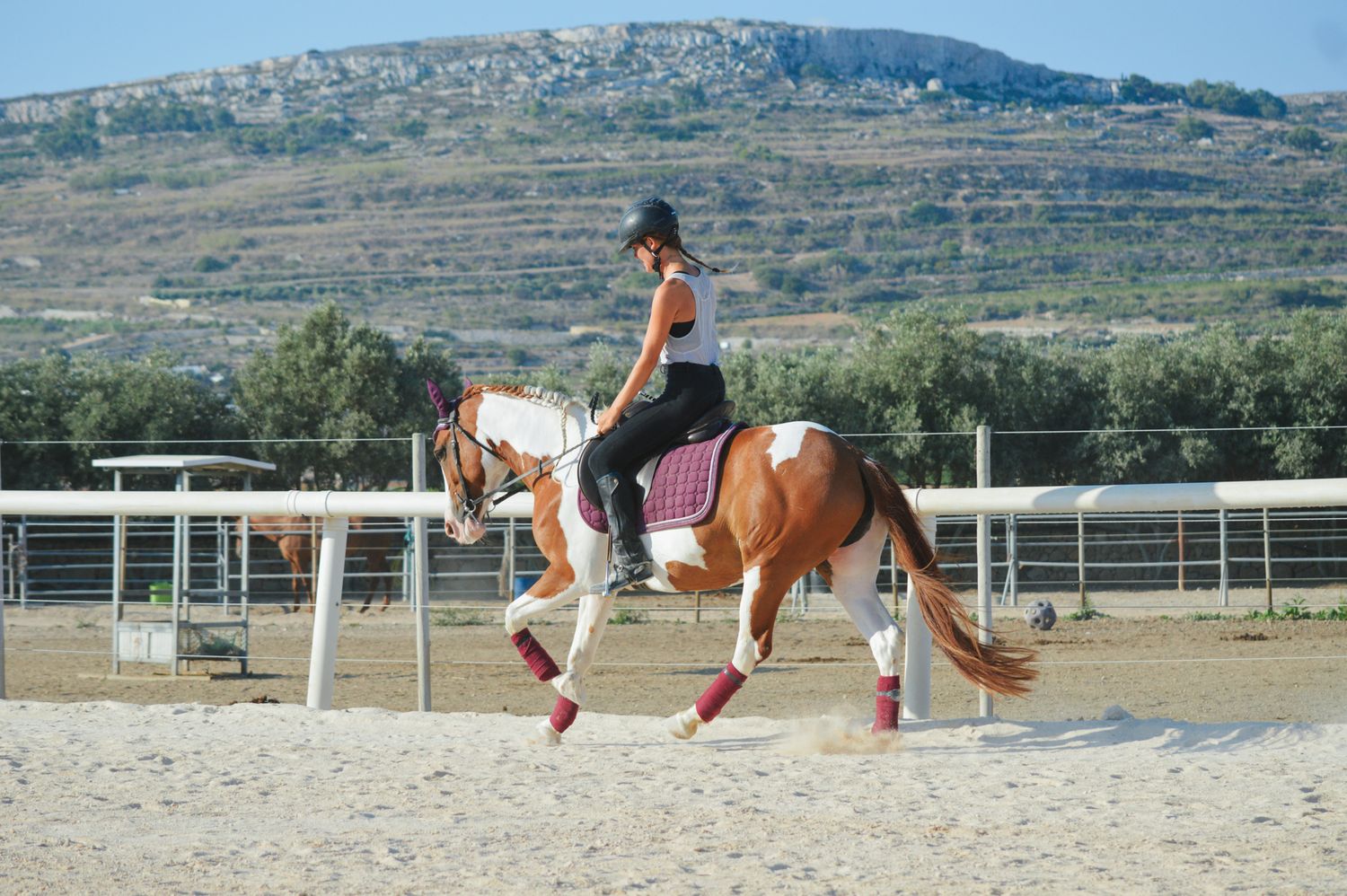Equestrian rider trotting on a chestnut pinto horse in an outdoor arena with mountain backdrop.