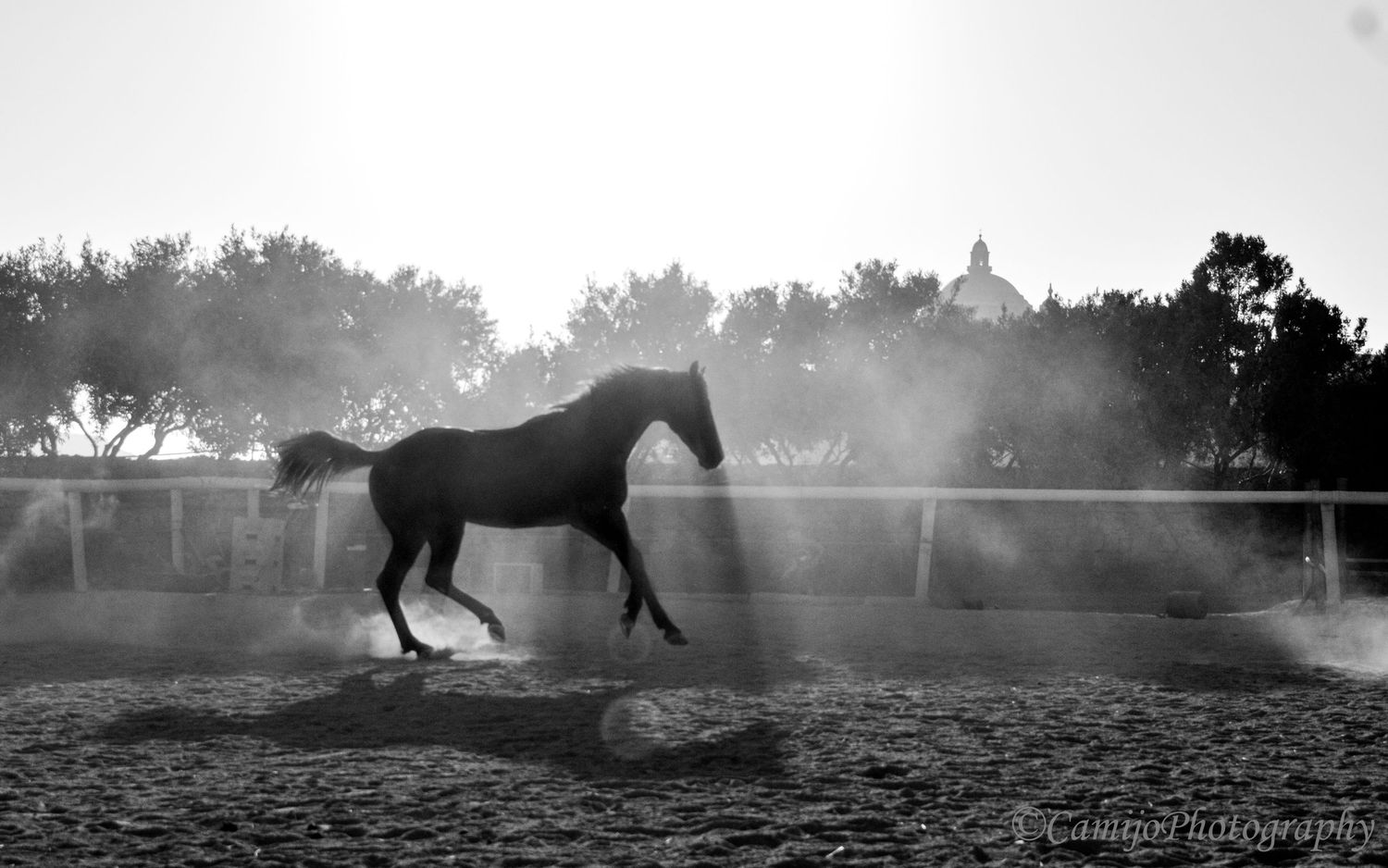 Silhouette of a horse trotting freely in a dusty arena with misty backlight.