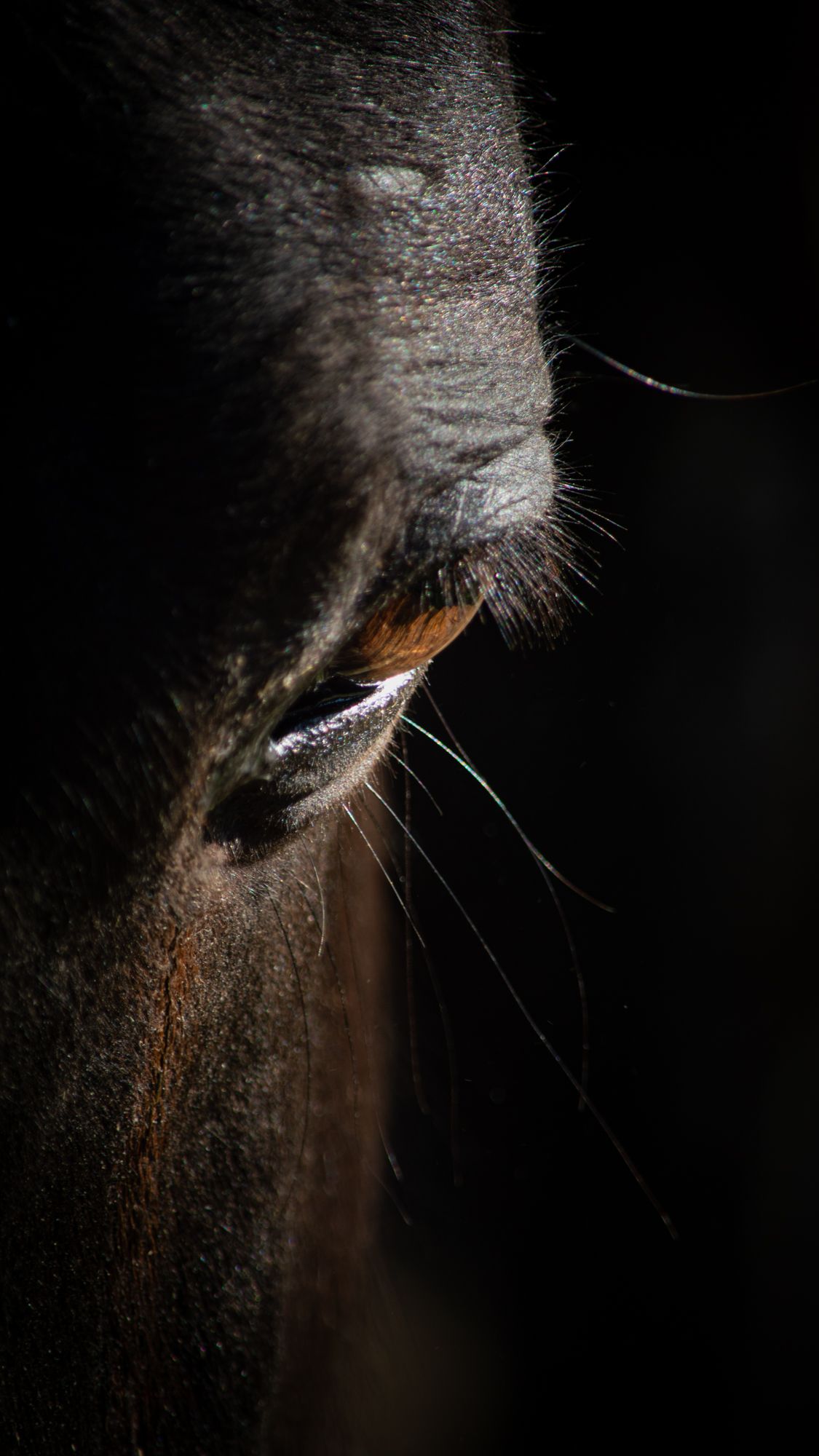 Close-up macro shot of a dark horse eye with long lashes in shadow.