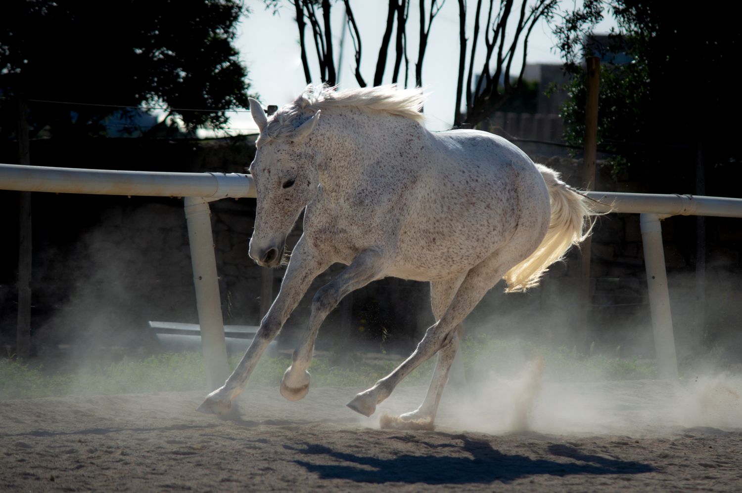 White horse galloping powerfully in a sandy arena, kicking up dust with trees and fence visible behind.