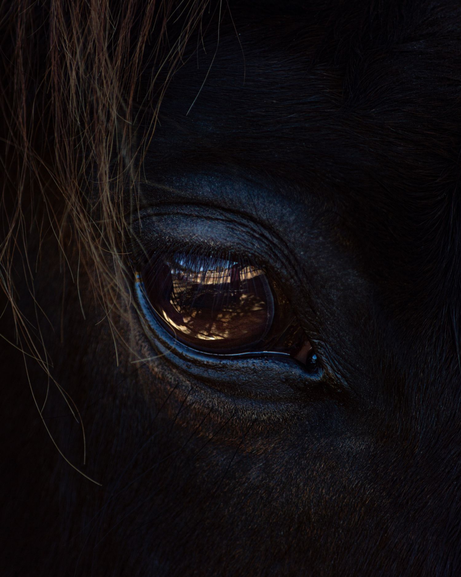 Dramatic close-up of a dark horse eye reflecting warm light in darkness.