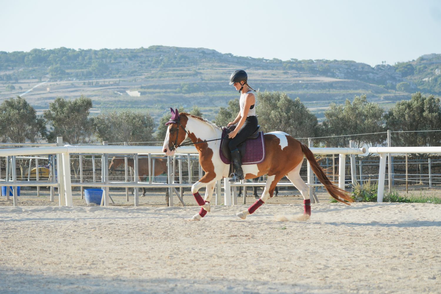 Rider on a chestnut horse trotting in a sandy outdoor arena with white fencing and green hills in background.