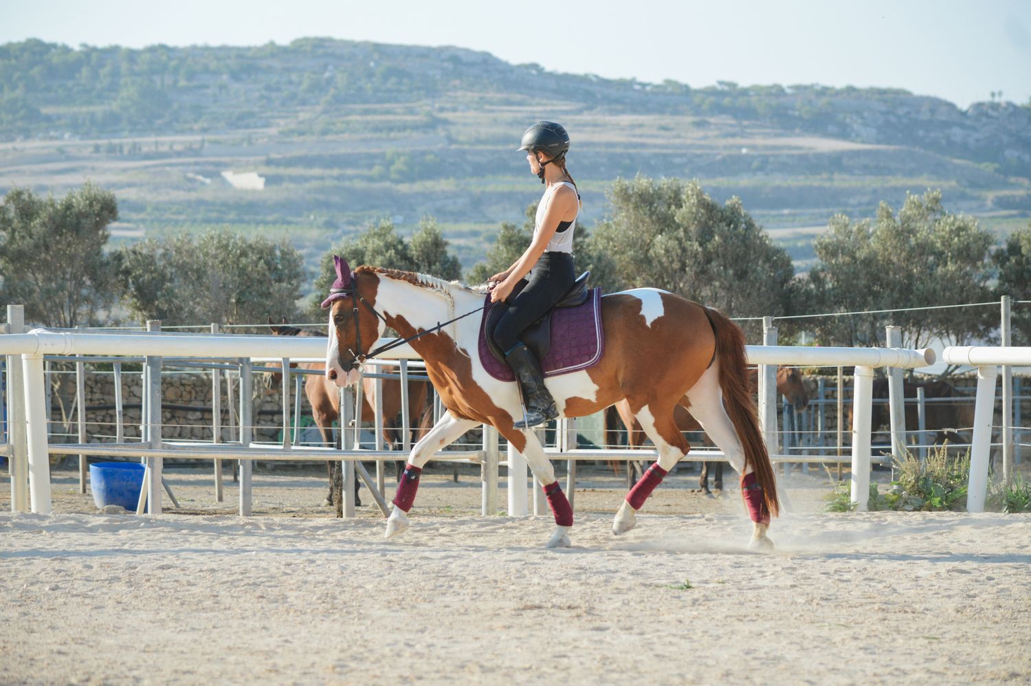 Equestrian rider cantering on a chestnut pinto horse in an outdoor riding arena.