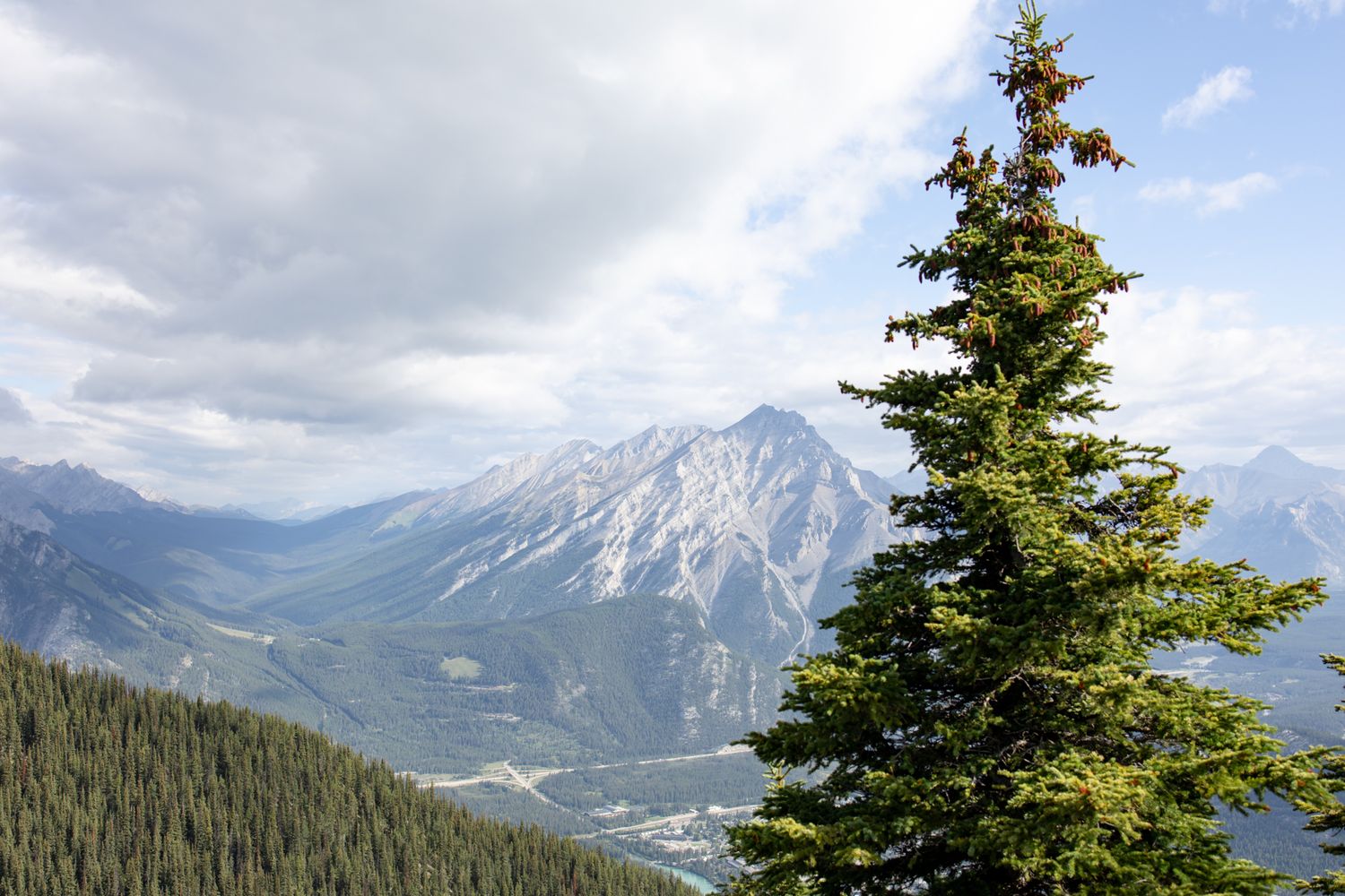 Mountain vista with evergreen trees and snow-capped peaks in the distance.