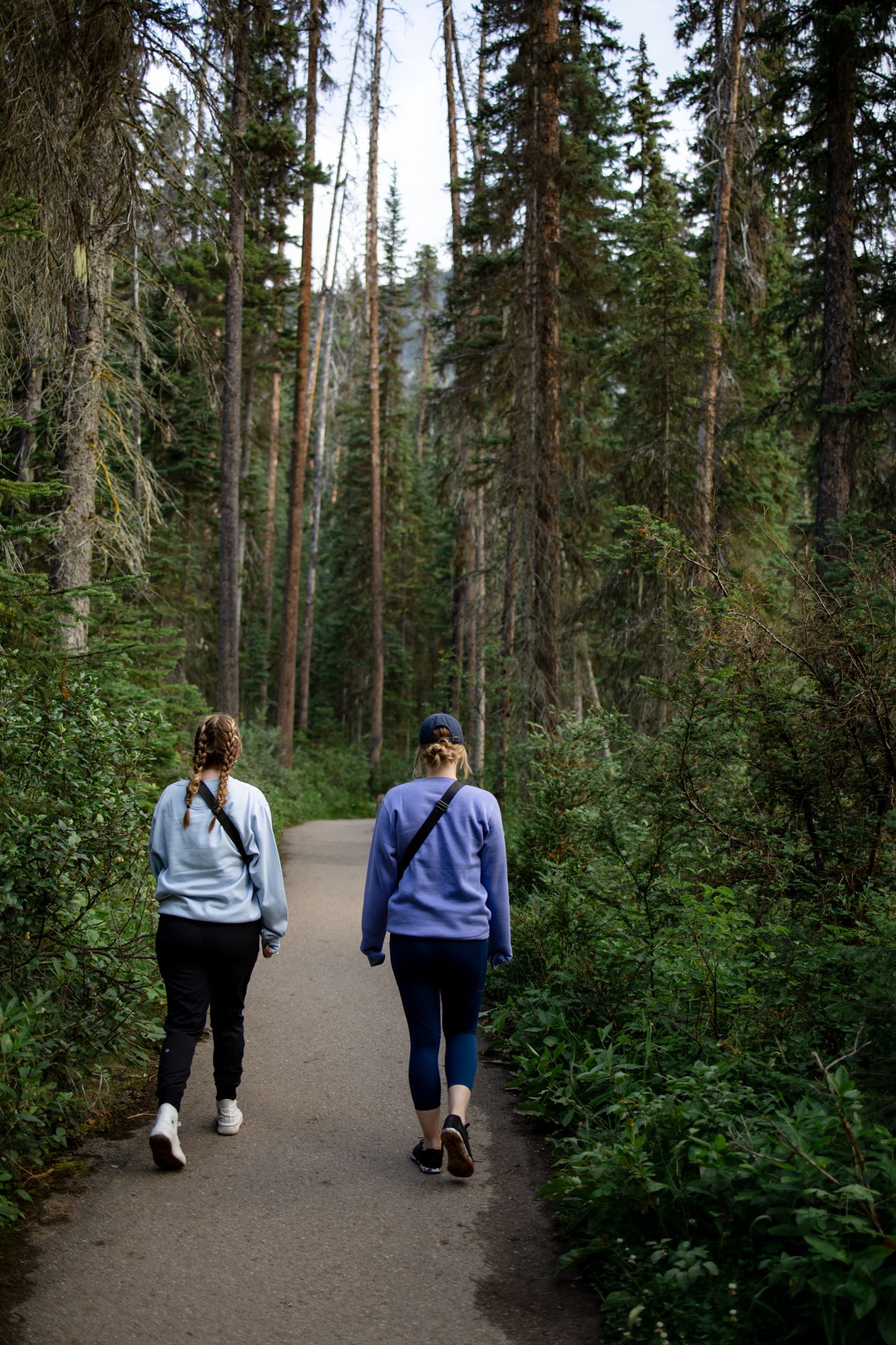 Hikers walking along a forest trail surrounded by tall pine trees.
