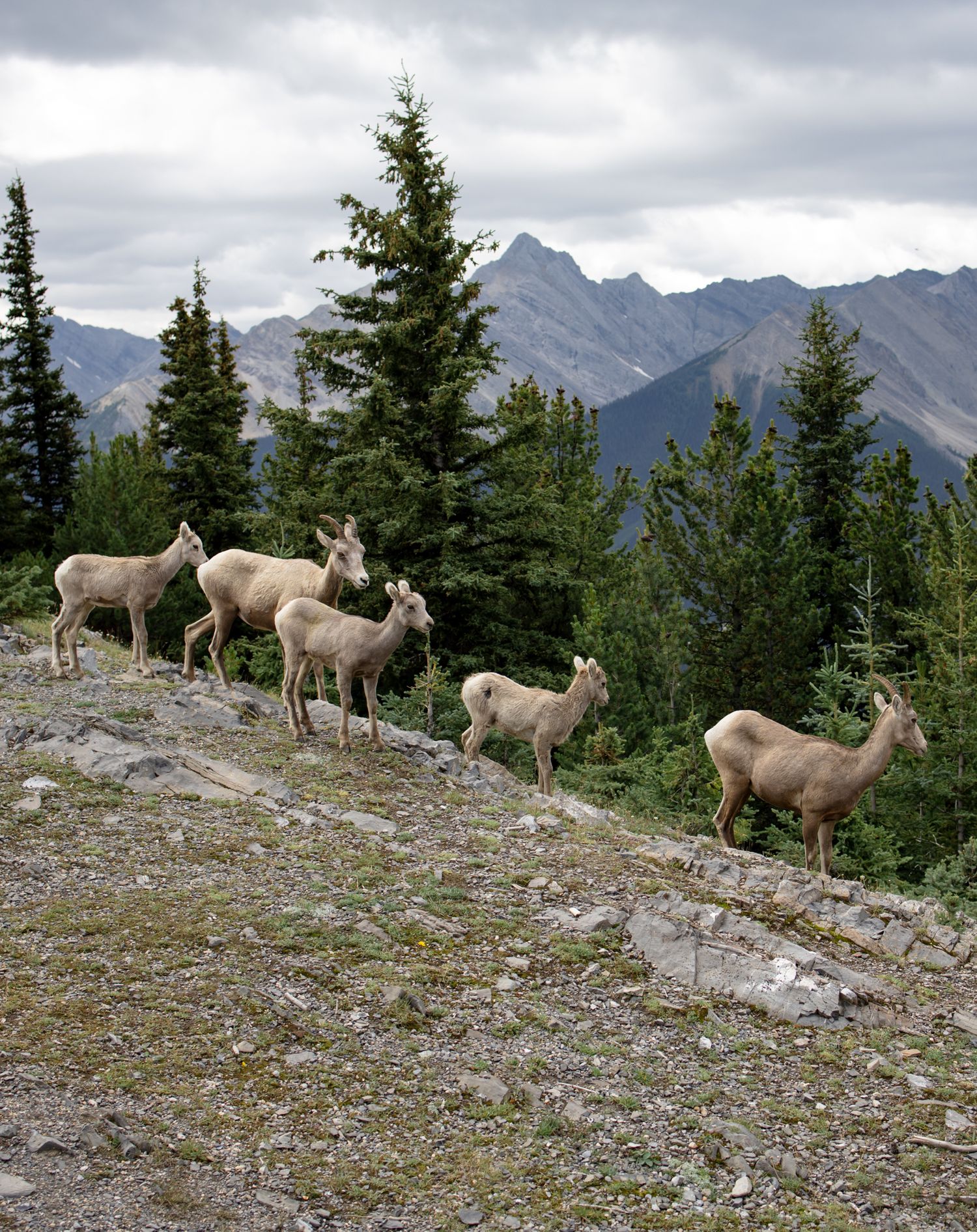 Herd of mountain sheep resting on rocky alpine terrain.