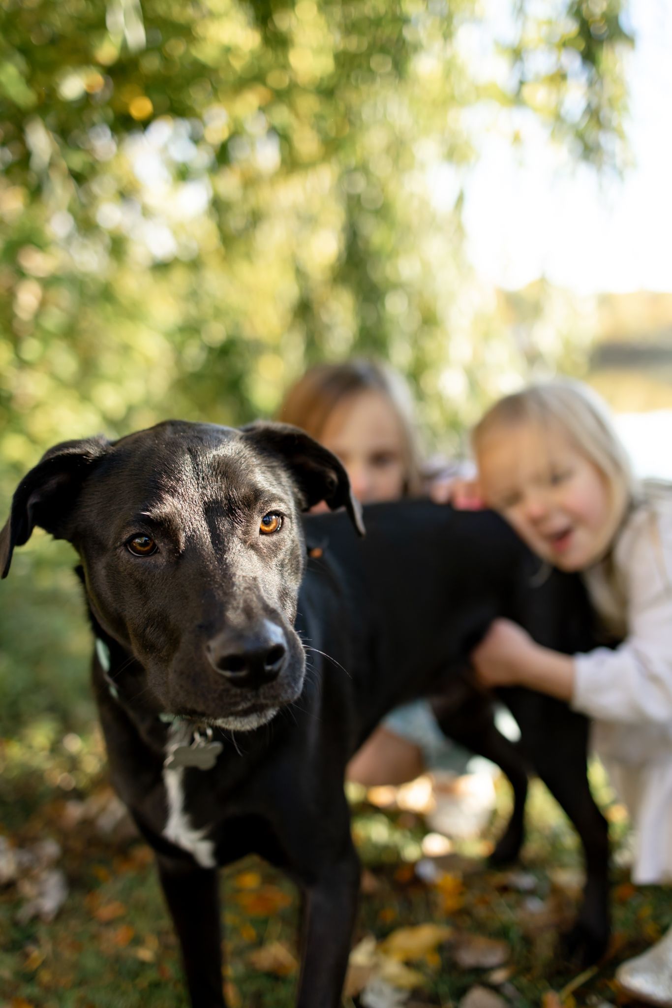 Black and white dog poses in foreground with family visible in background.