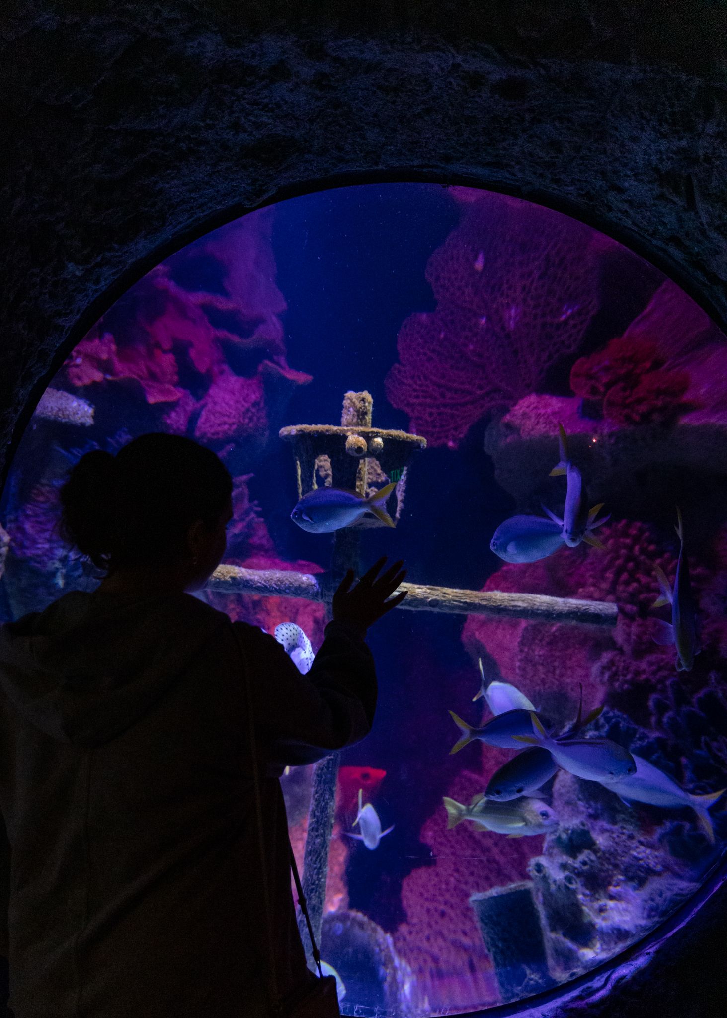 Silhouette of child touching aquarium glass with vibrant coral reef, tropical fish, and purple lighting inside.