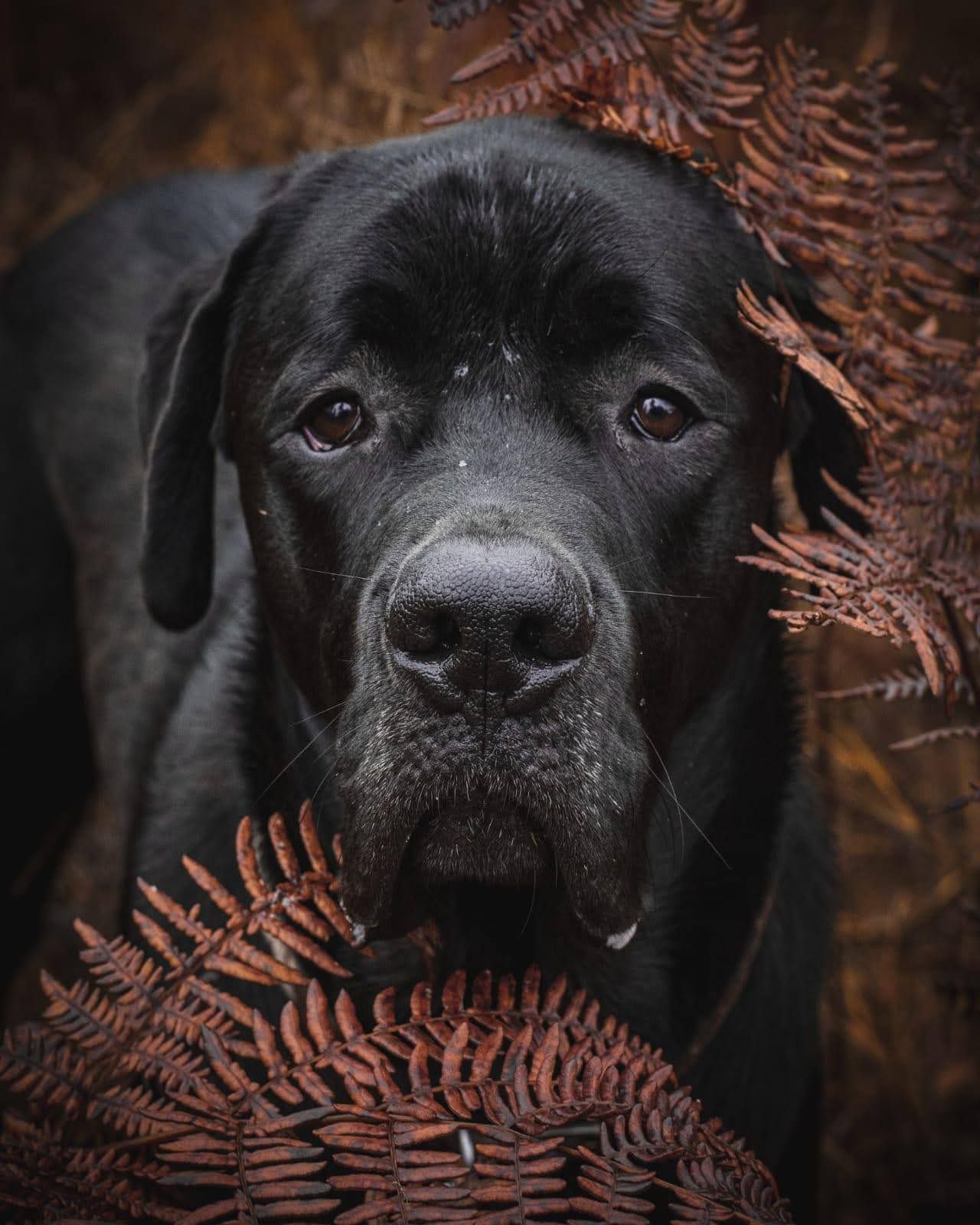 Close up portrait of a black great Dane with orange autumn ferns framing its face.