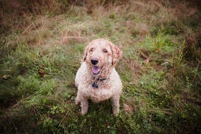 Cheerful goldendoodle with curly coat sitting in grass with tongue out.