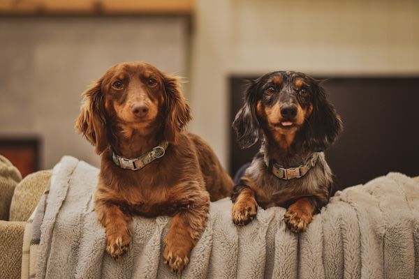Two dachshunds, one brown and one black, lounging together on a gray couch.