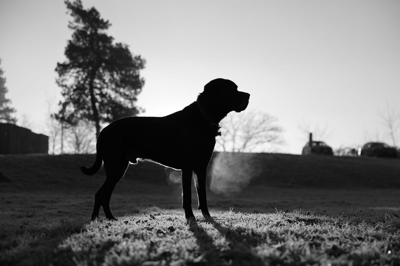 Silhouette of a large dog standing on a hill against a misty sky at dusk.