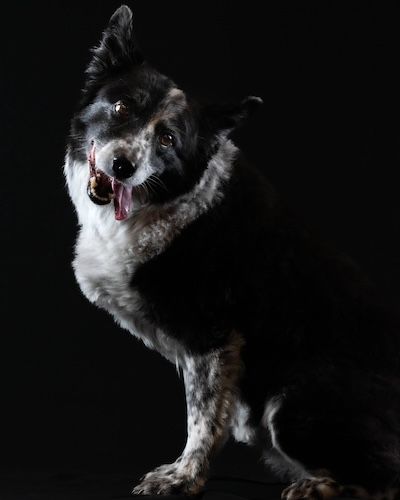 Dramatic low-key portrait of a border collie with striking expression against black background.