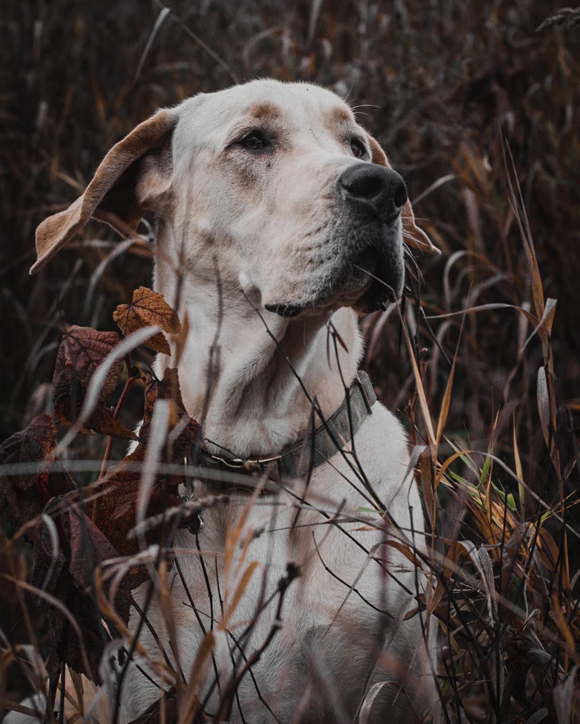 Portrait of a white dog looking alert among dry autumn grasses and branches.