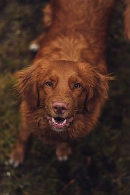 Close-up portrait of a smiling golden-brown dog with long fur looking directly at the camera.