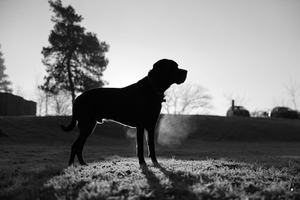 Dramatic black and white silhouette of a dog standing on a hilltop at sunset.