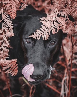 Black dog with pink tongue peeks through pink-tinted ferns in an artistic portrait.