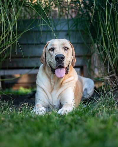 Yellow great Dane resting in lush garden grass with tongue out.