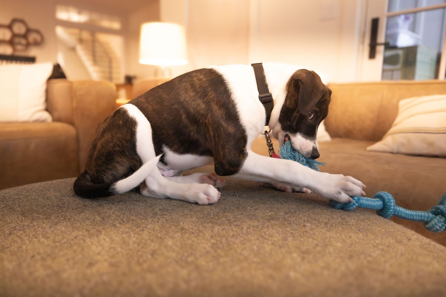 Puppy playing with rope toy