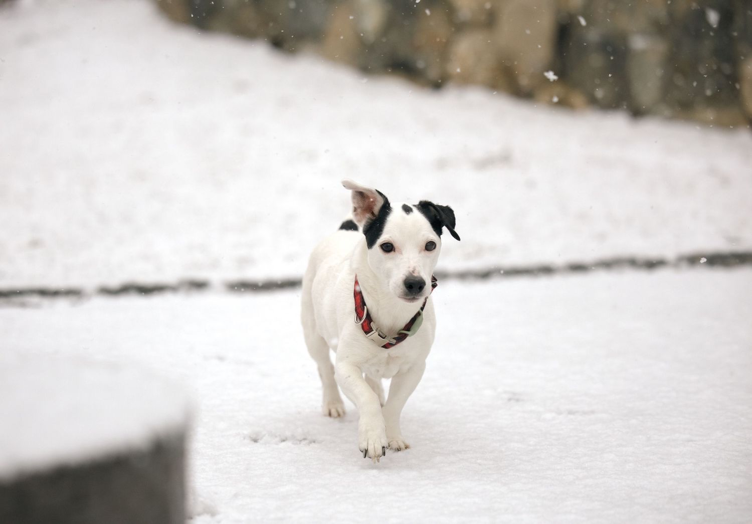 Jack Russell Terrier mix dog walking on a snow covered patio