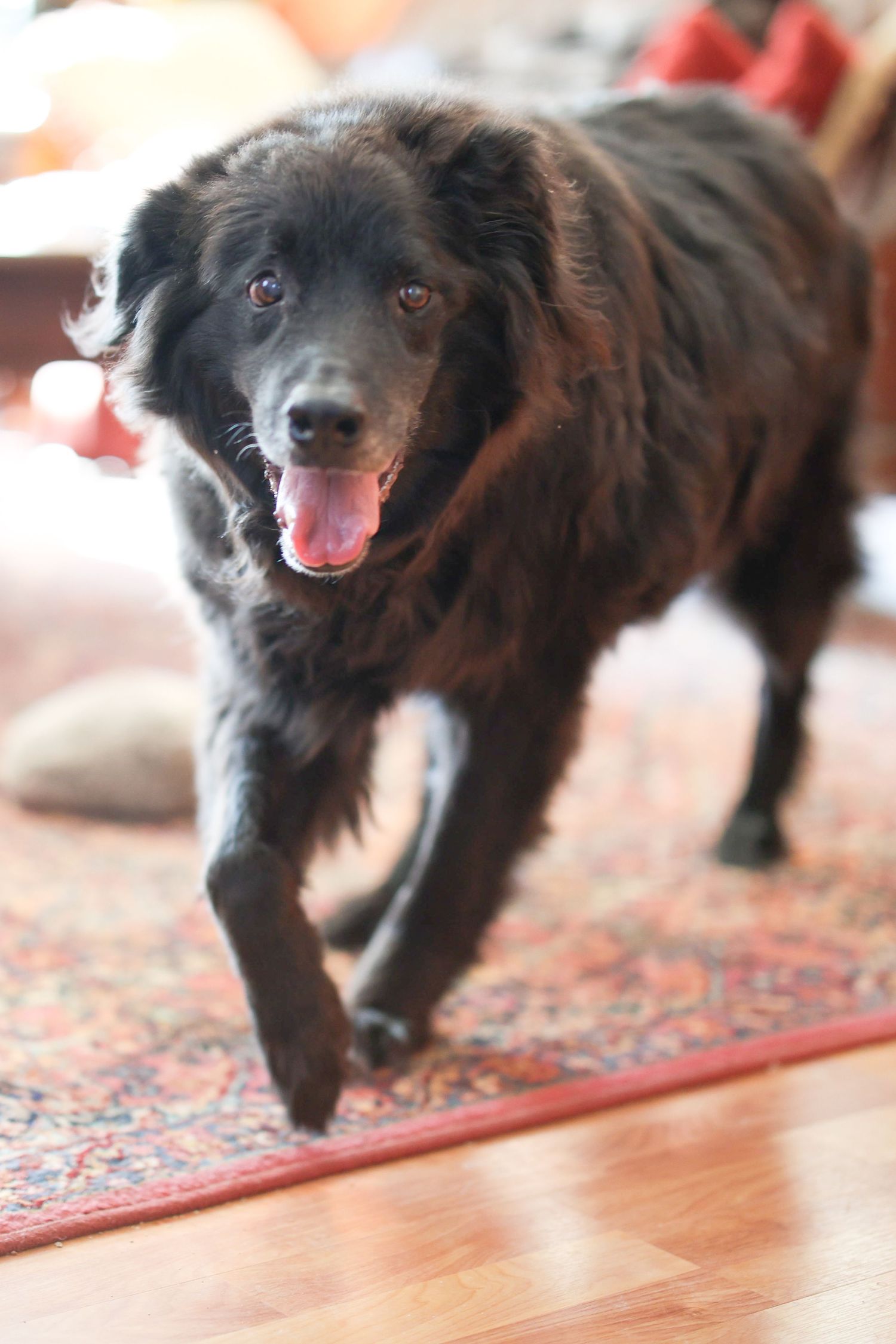 Black Newfoundland Mix dog strutting