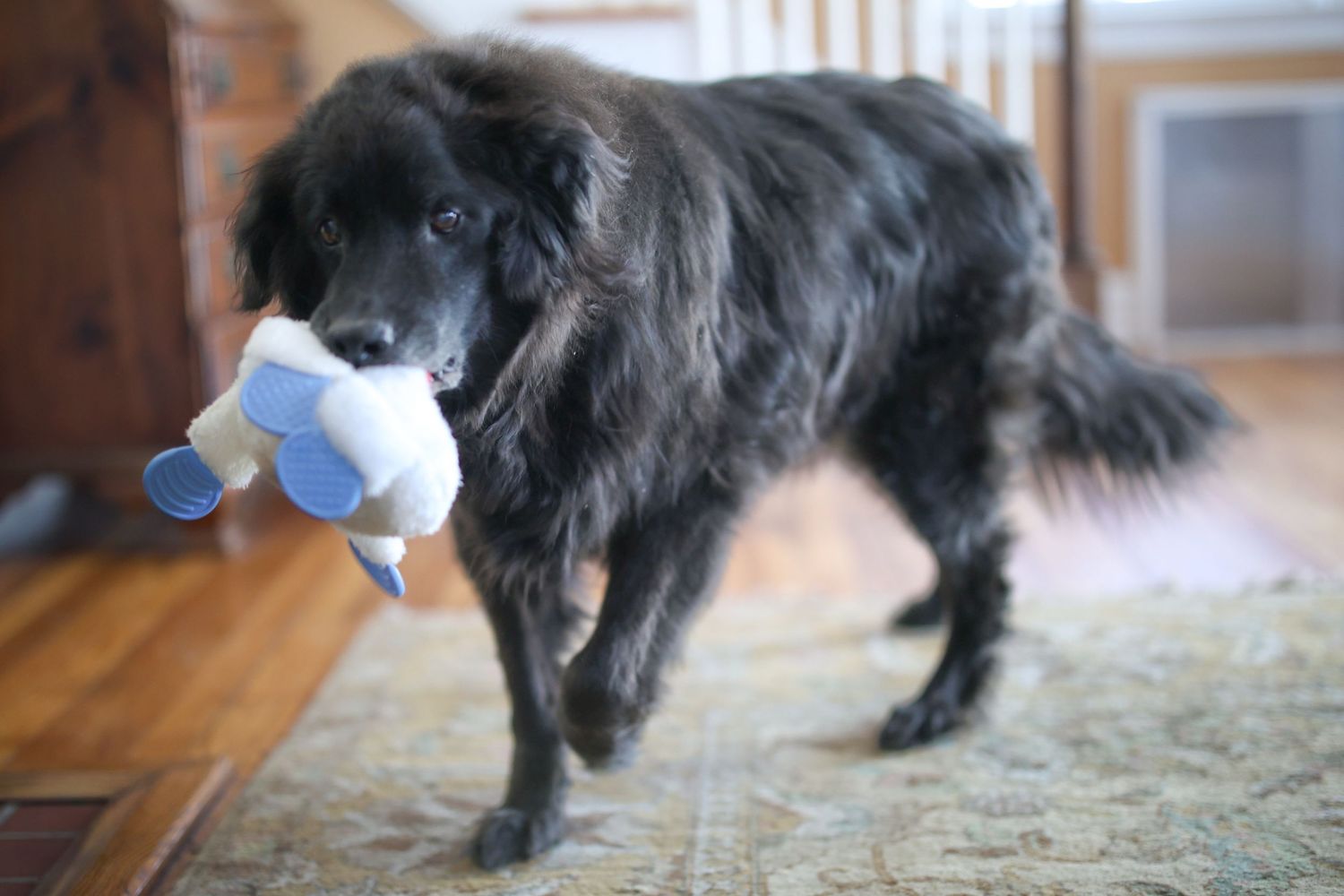 Black Newfoundland Mix dog with toy in his mouth