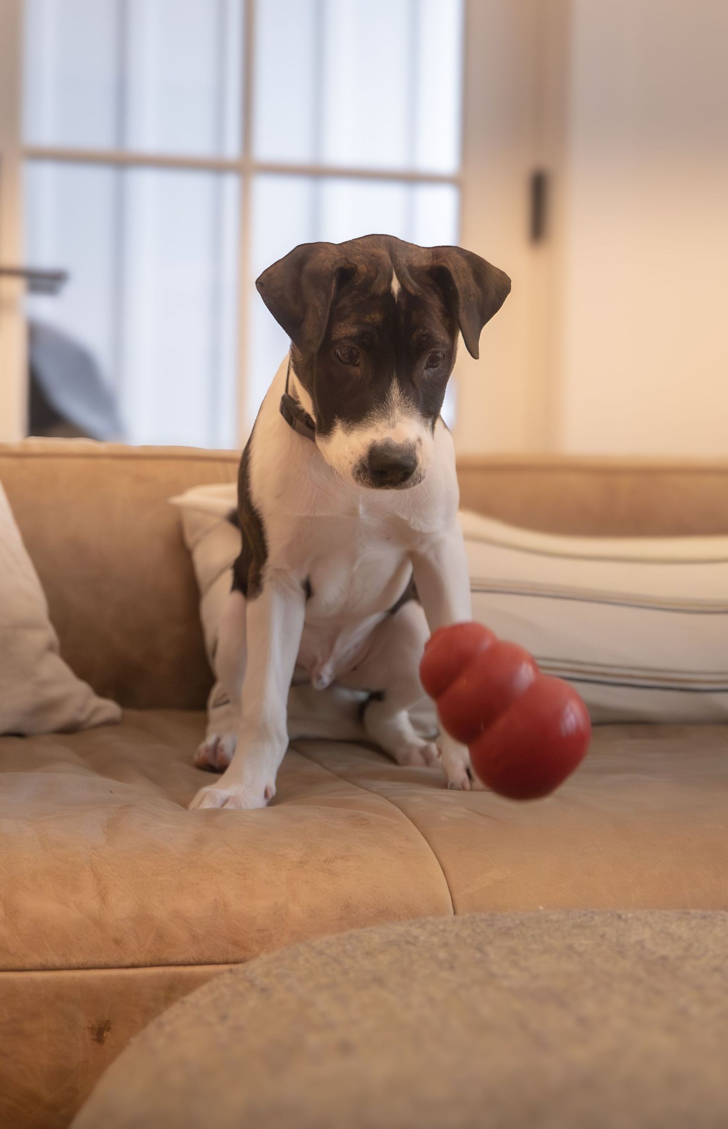 Puppy watching his Kong toy bounce