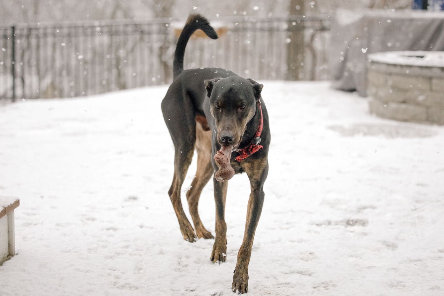 Doberman mix dog walking on a snow covered patio