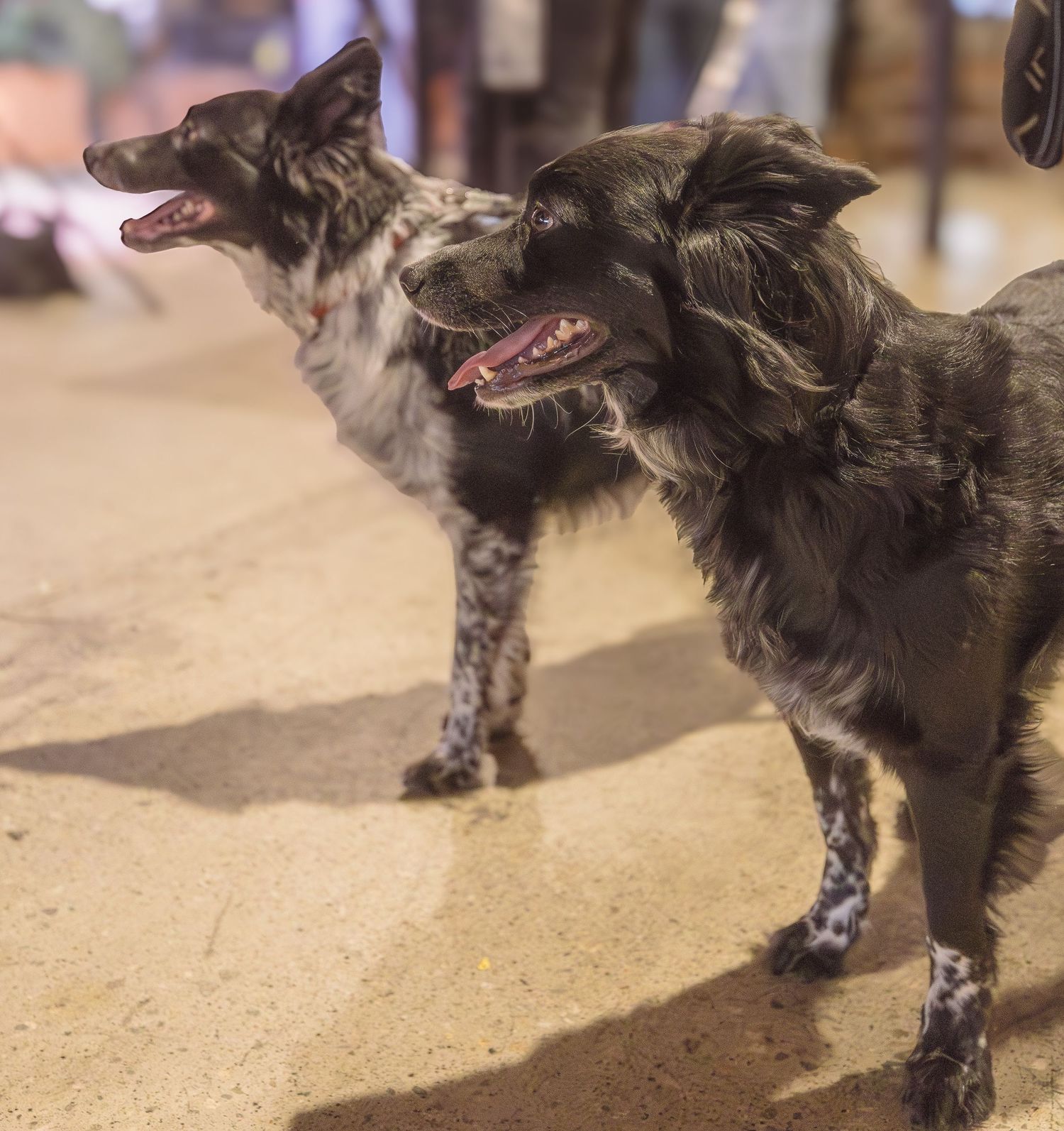 Australian Shepherd