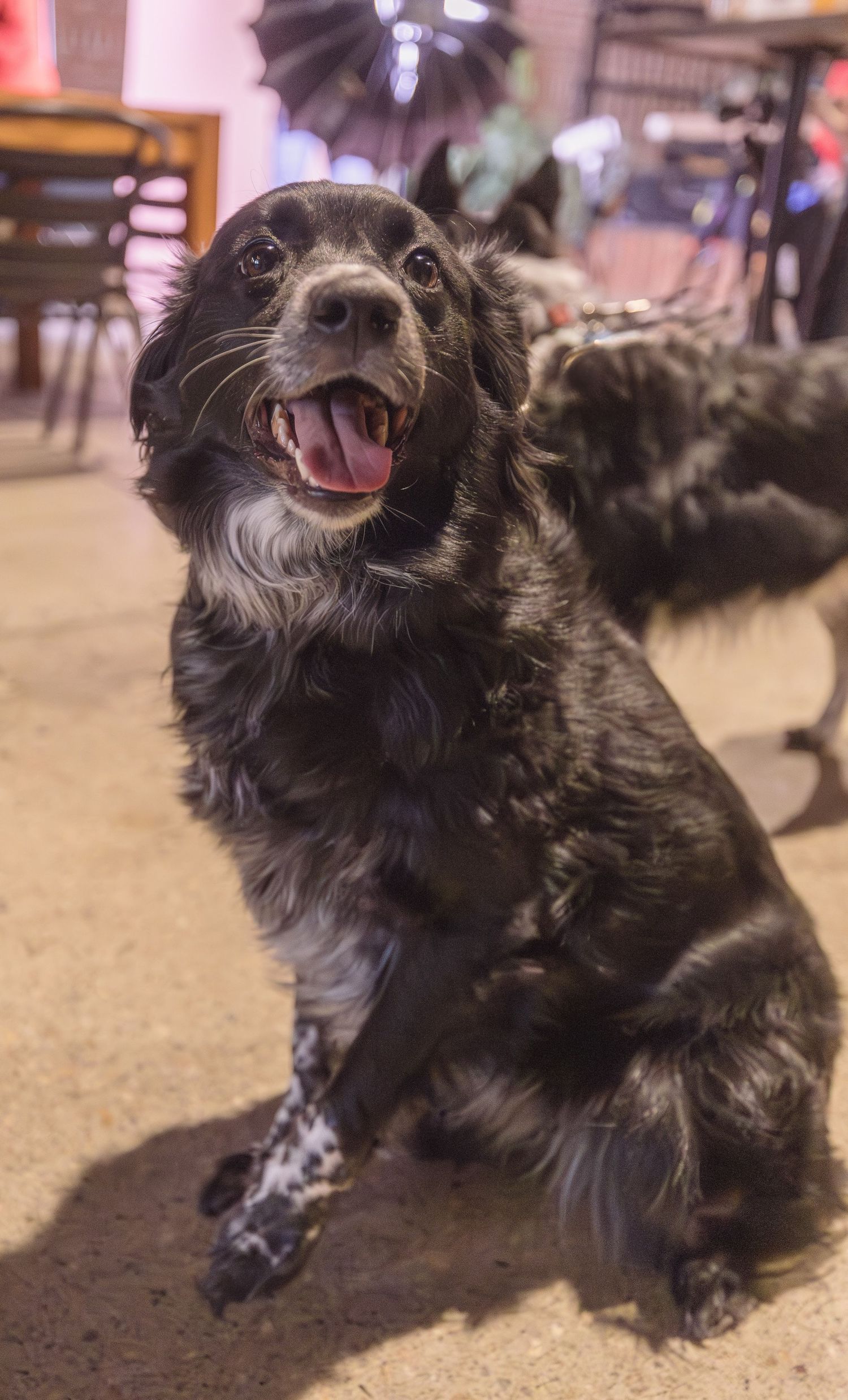 Australian Shepherd