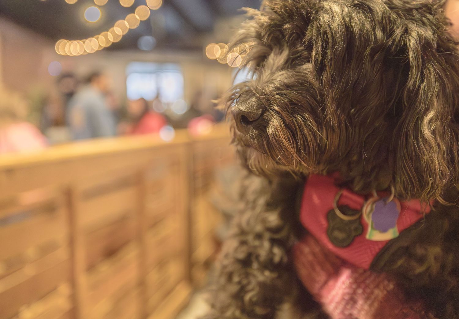 Maltipoo