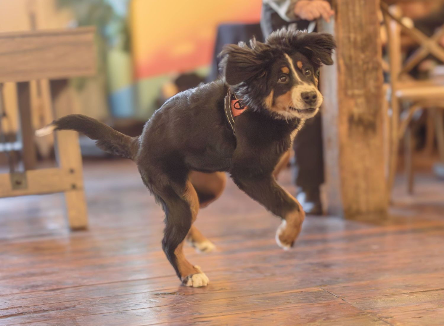 Bernese mountain dog puppy