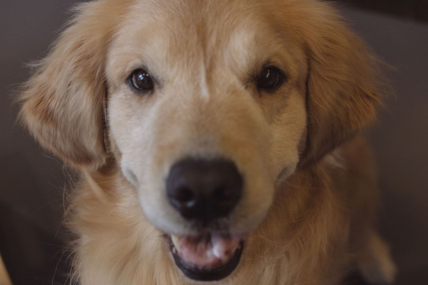 Golden retriever dog