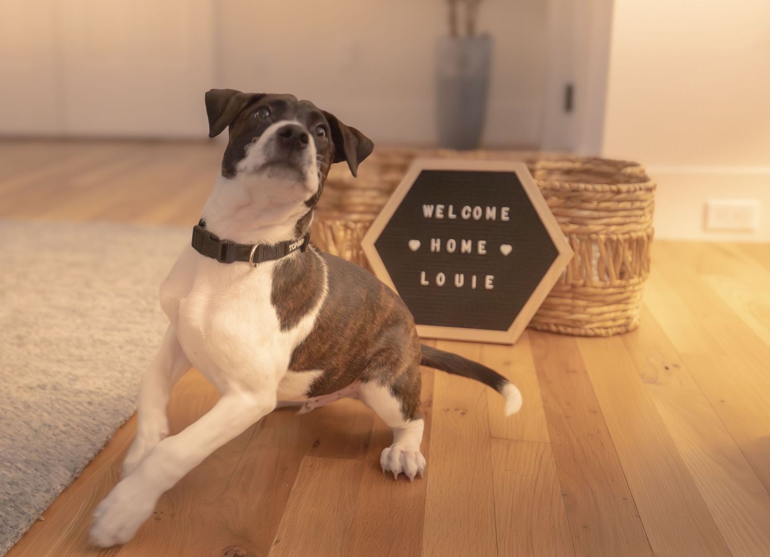 Puppy with a sign saying 