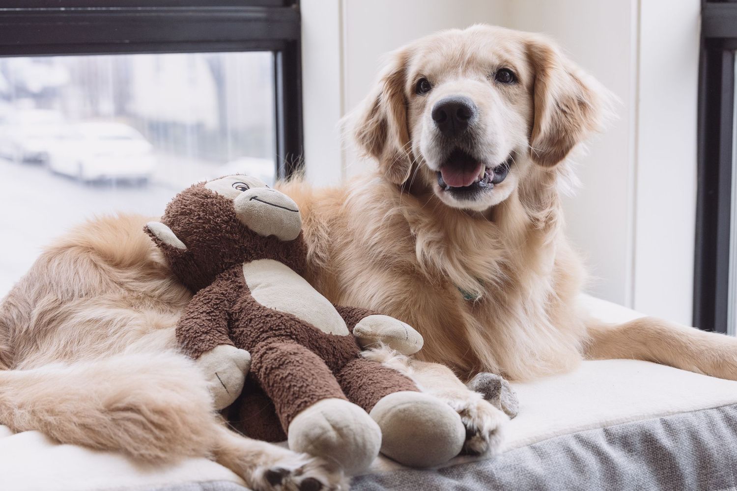 Golden retriever dog with stuffed monkey