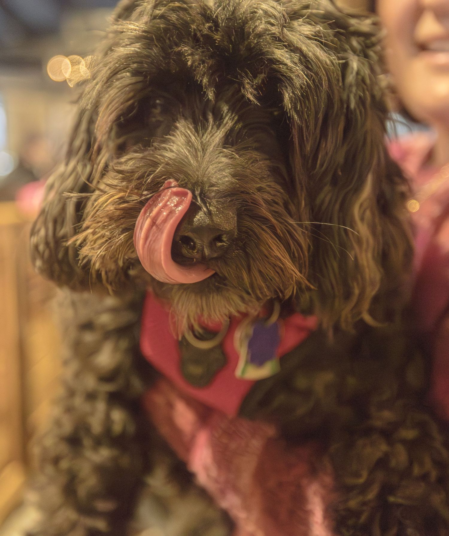 Maltipoo dog