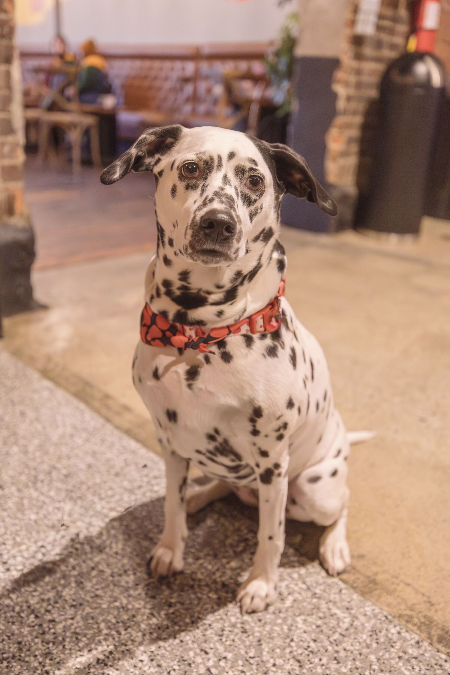 Dalmatian
