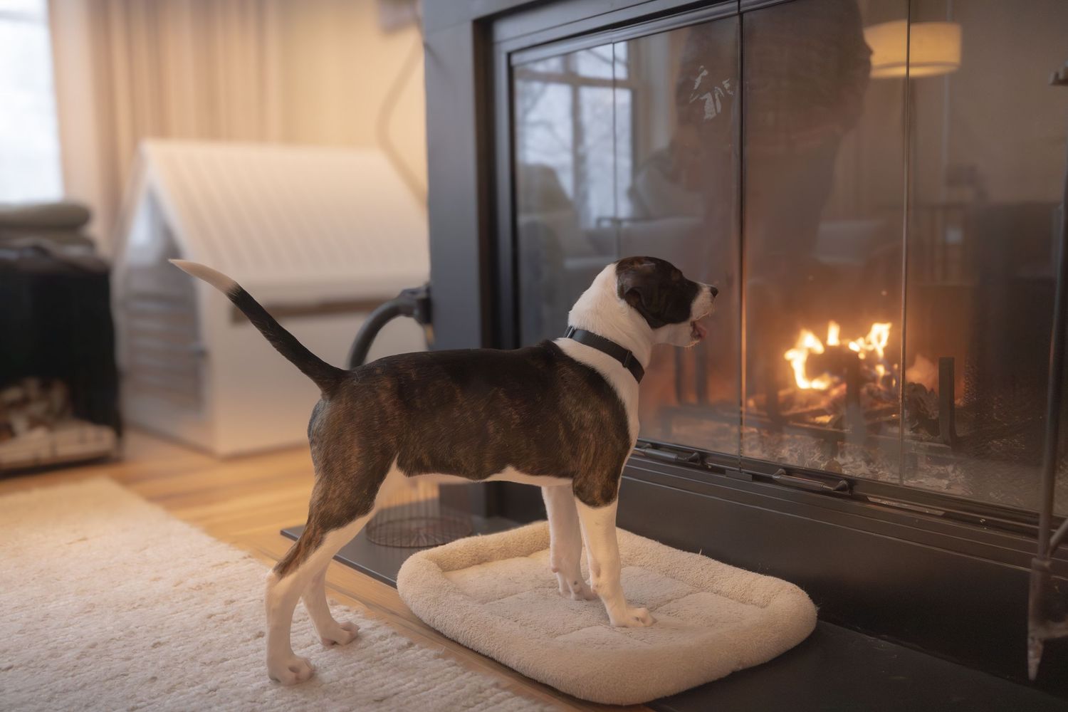 Puppy licking the fireplace glass screen
