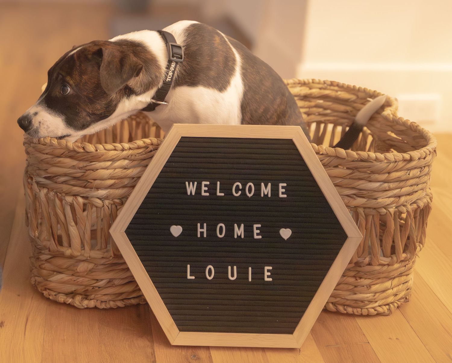 Dog in a bone basket chewing on the basket with a sign saying 