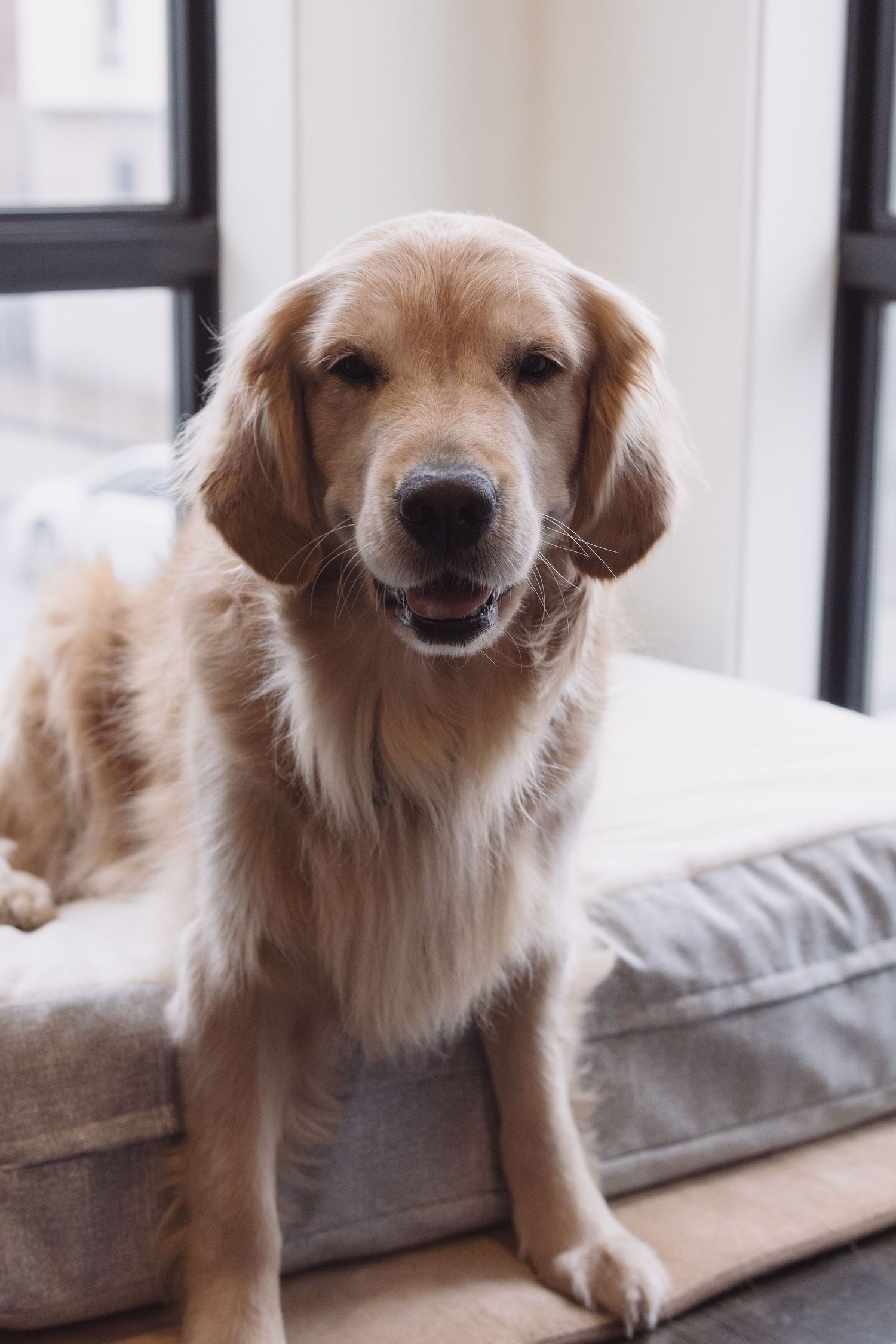 Golden Retriever dog