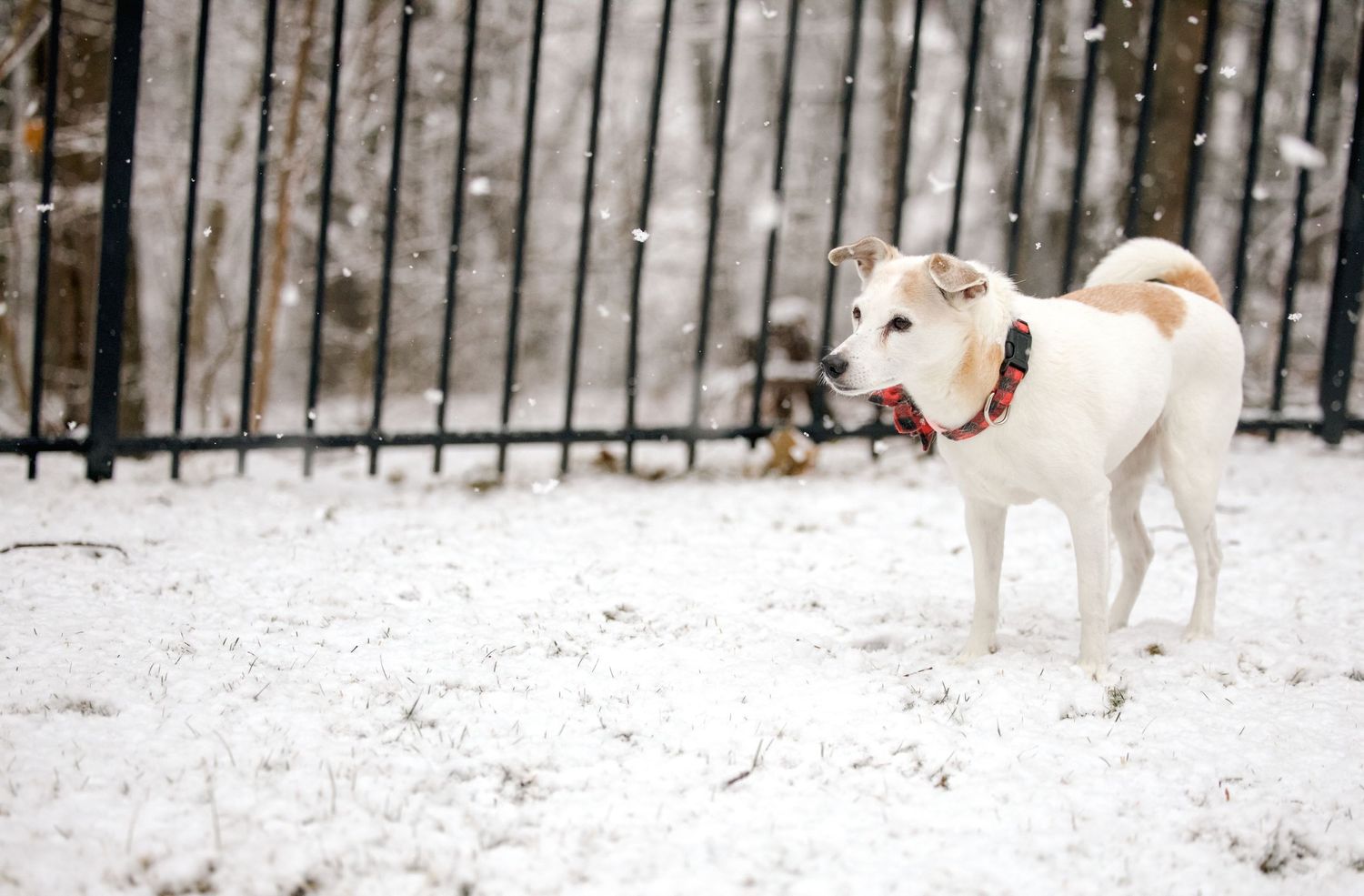American Eskimo mix dog walking on a snow covered patio