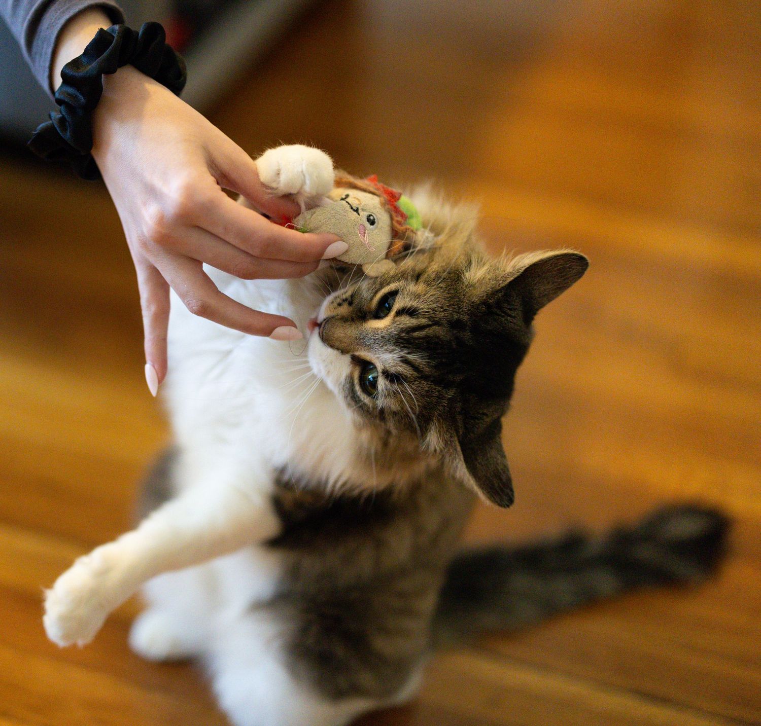 Cat playing with toy