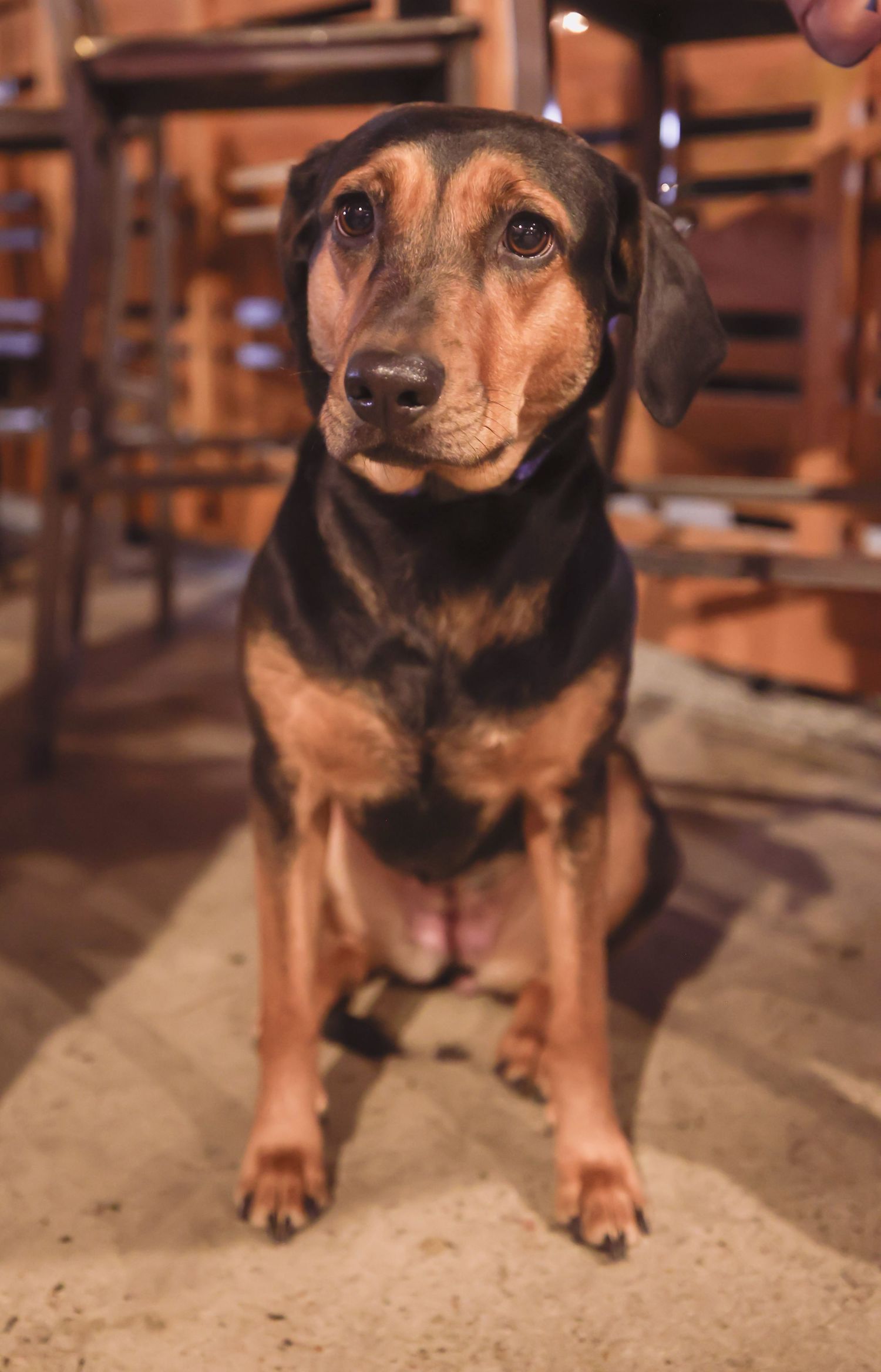 adoptable dog